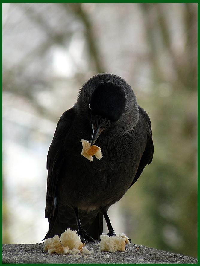 Corvus monedula  - Чавка, гарга
