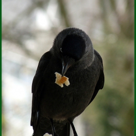 Corvus monedula  - Чавка, гарга