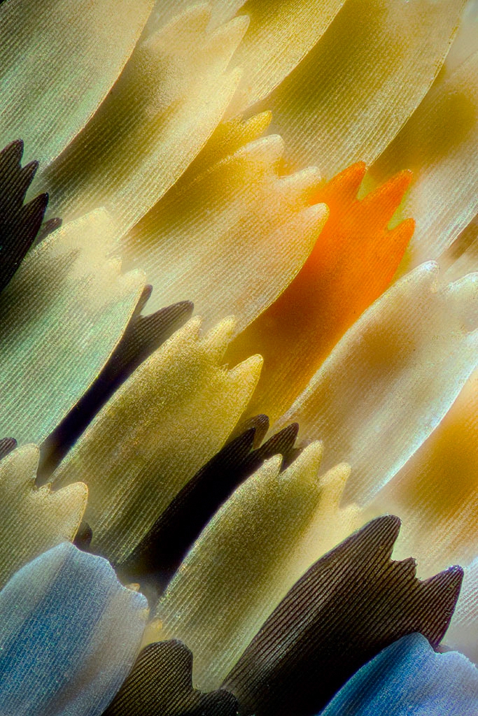 ... .. . close up
