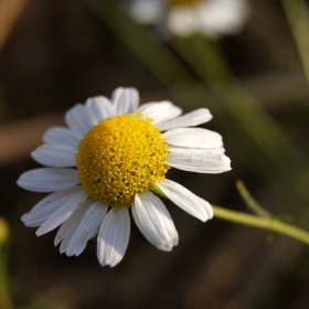 Matricaria chamomilla