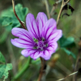 Malva sylvestris