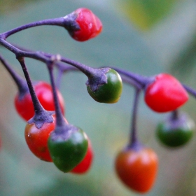 Solanum dulcamara