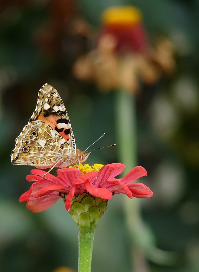 Vanessa cardui - Distelfalter