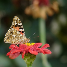 Vanessa cardui - Distelfalter
