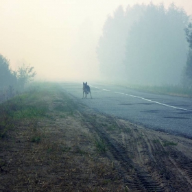 Russian Fog