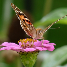 Vanessa cardui - Distelfalter