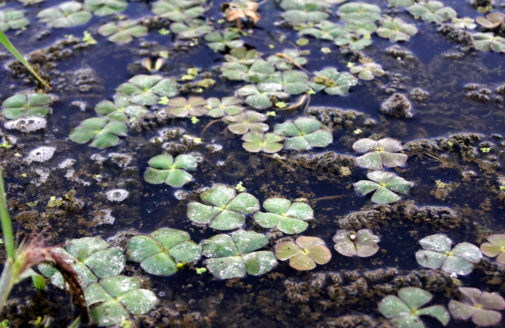Marsilea Quadrifolia