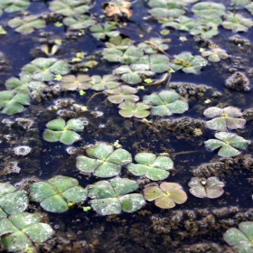Marsilea Quadrifolia