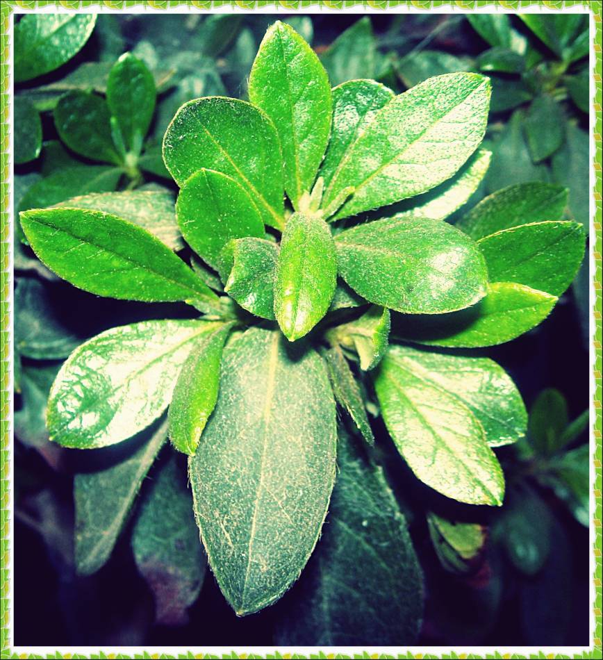 Flower after the rain