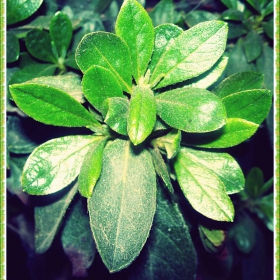 Flower after the rain
