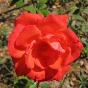 roza