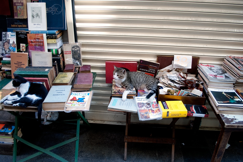 Котки продават книги