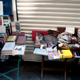 Котки продават книги