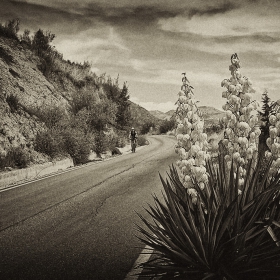 Yucca elephantipes