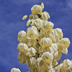 Юка, Yucca elephantipes