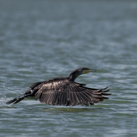 Голям корморан/Phalacrocorax carbo