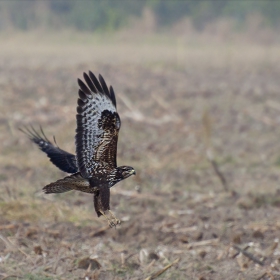 Обикновен мишелов/Buteo buteo