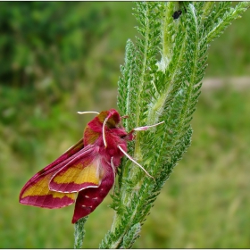 Deilephila elpenor