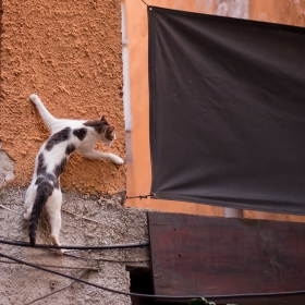 spidercat