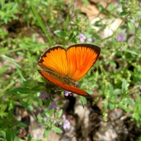 butterfly 2