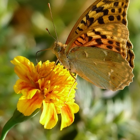 Argynnis pandora