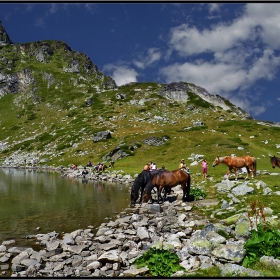 Край Бъбрека