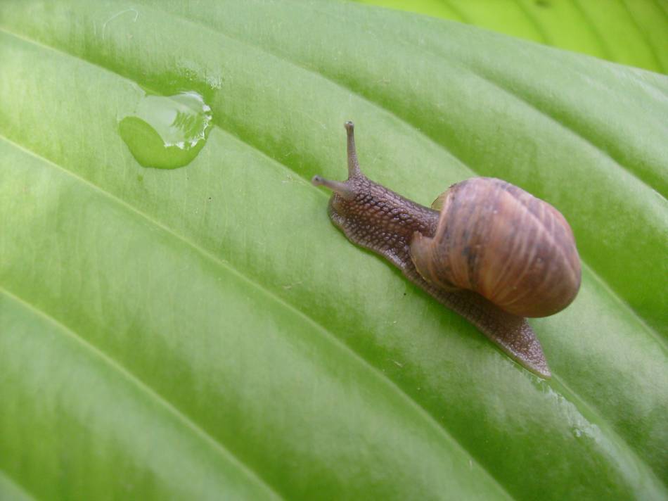 snail :P