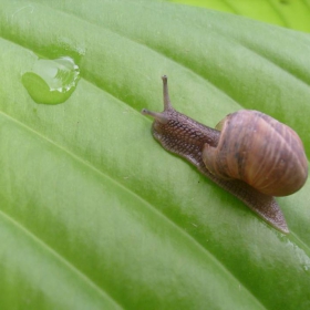 snail :P