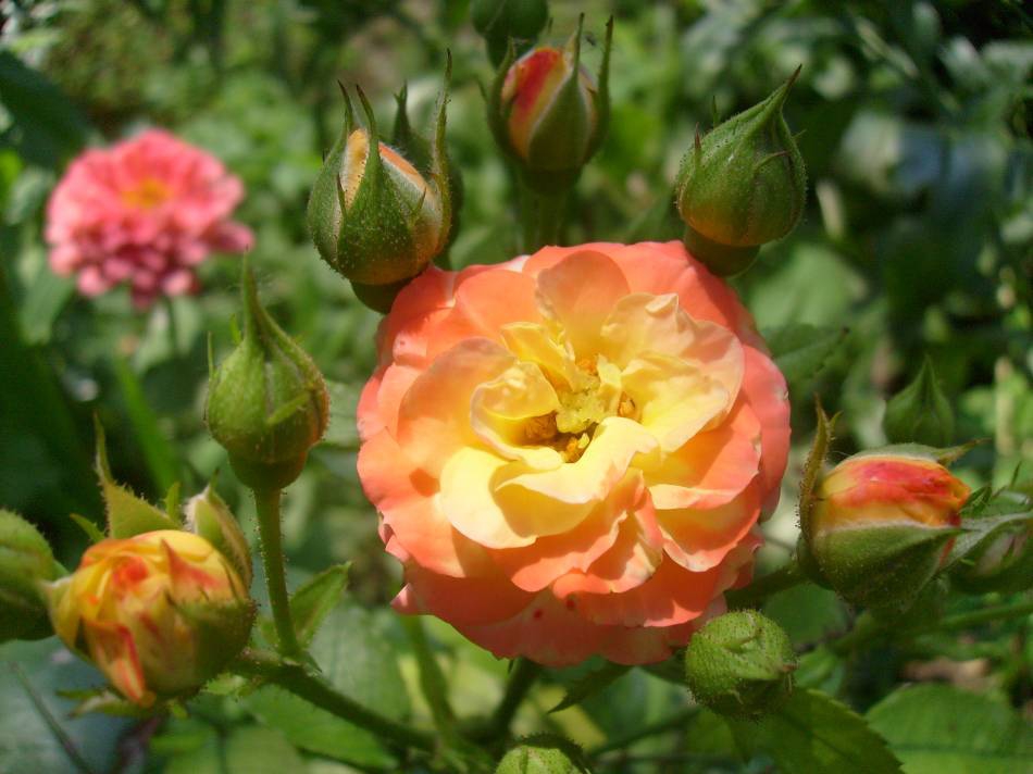 rose