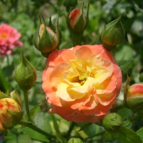 rose
