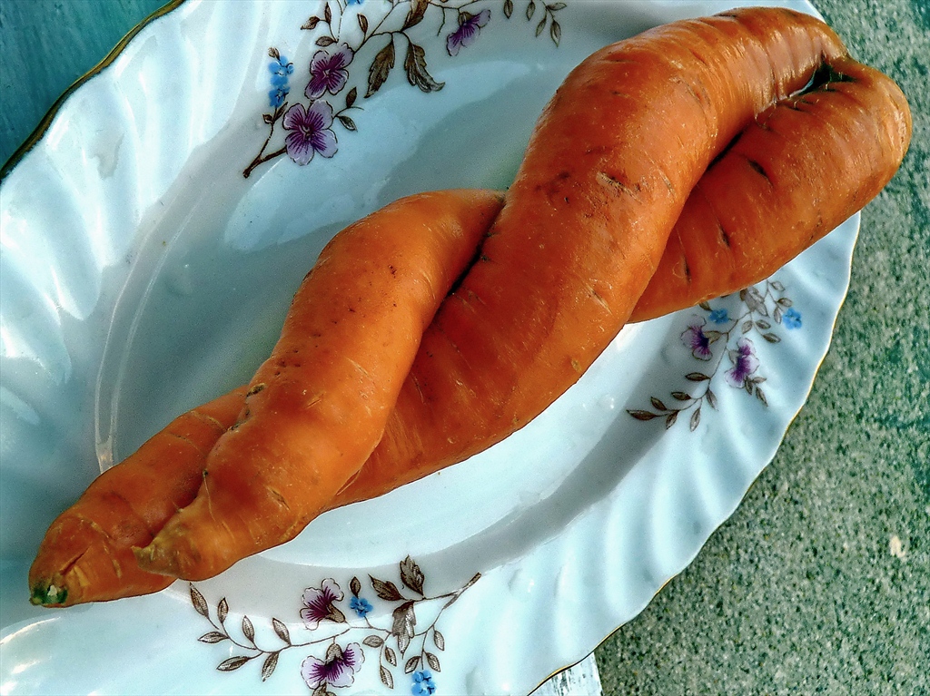 Carrot's love