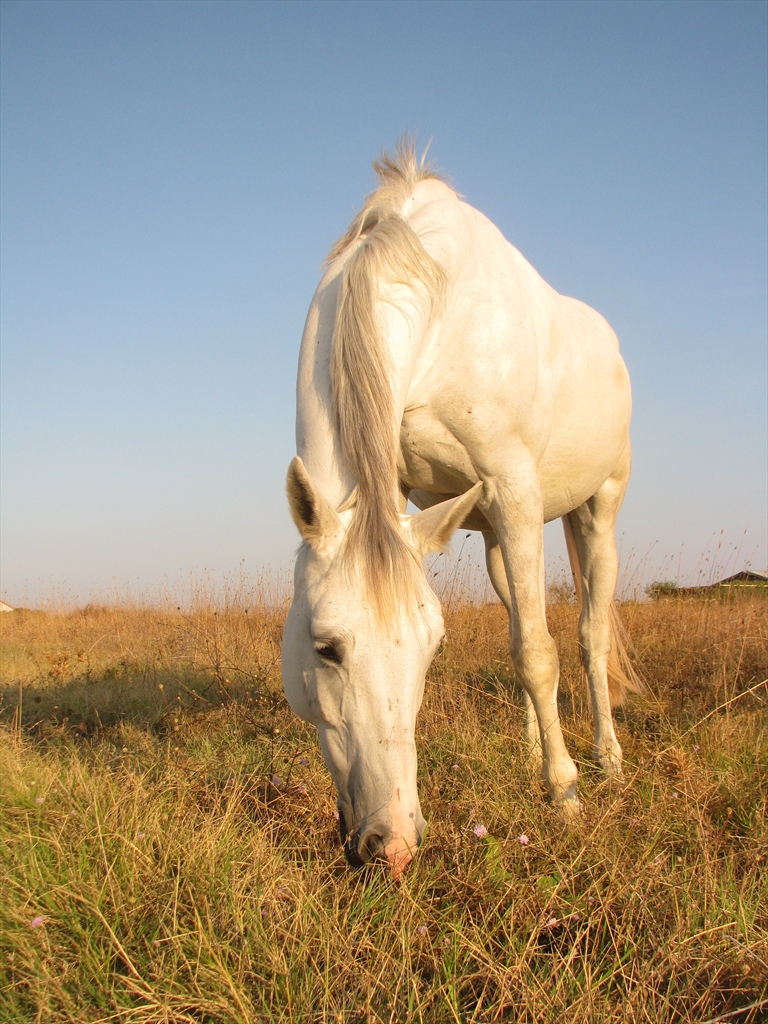 White horse