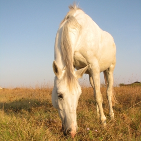 White horse