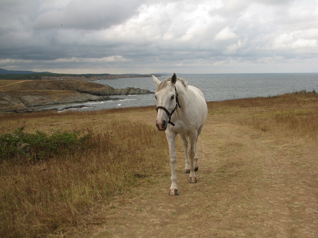 Live like horses