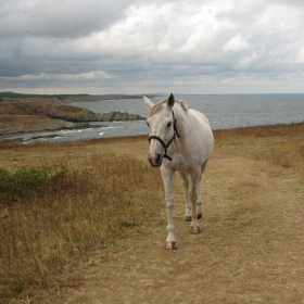 Live like horses