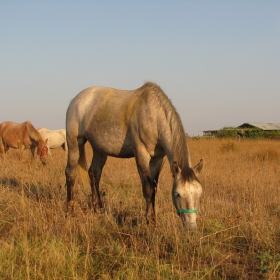 Live like horses
