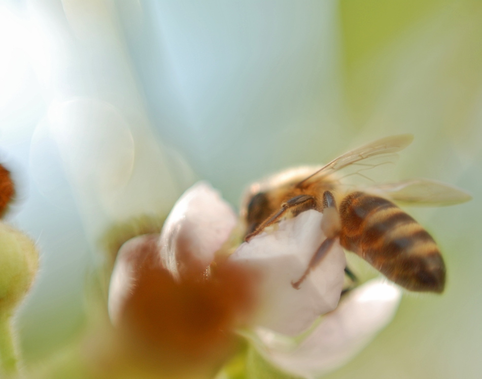 Bee