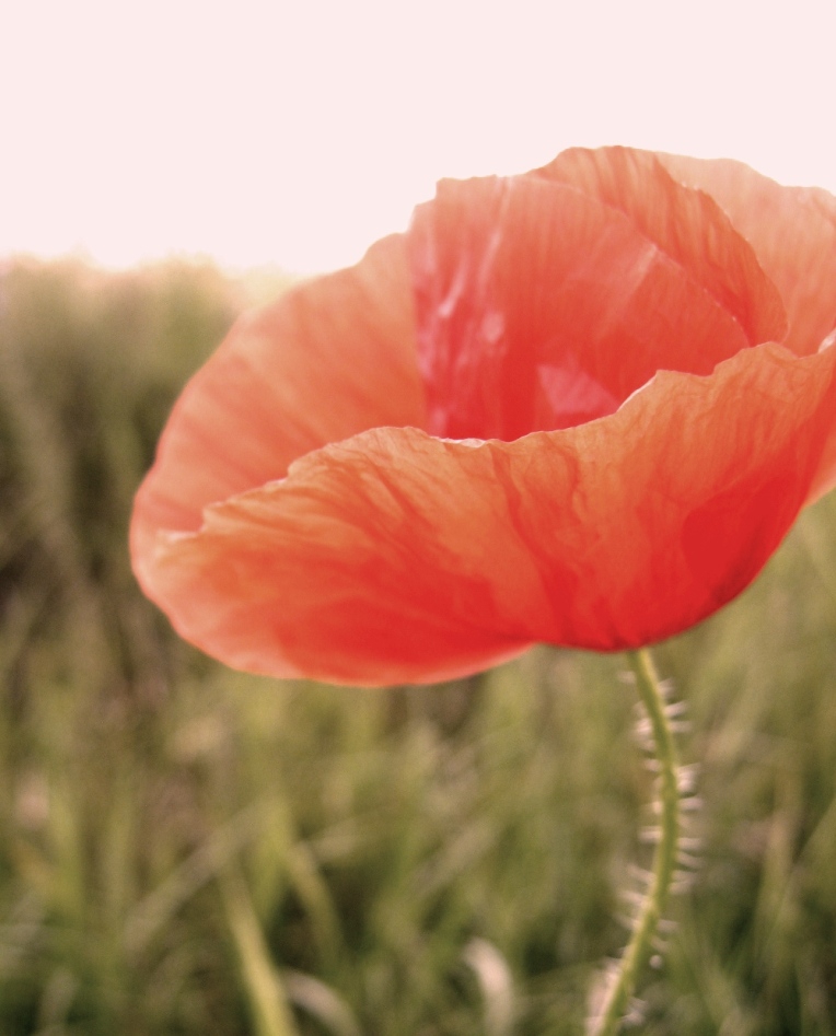 la belezza del fiore