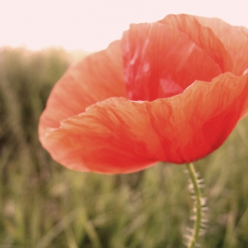 la belezza del fiore