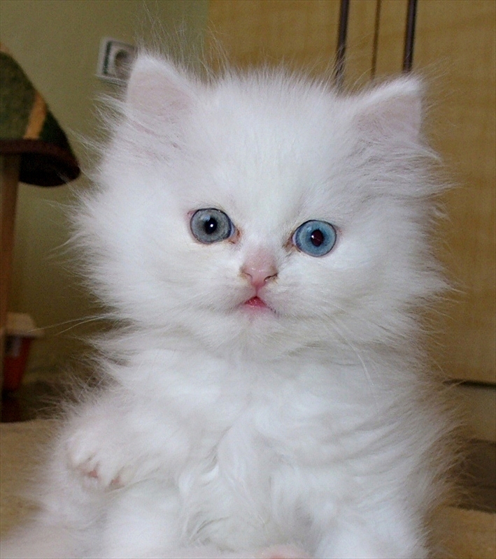 Hello! My name is Nicol!