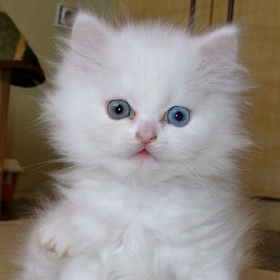 Hello! My name is Nicol!
