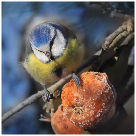 Син синигер (Parus caeruleus)