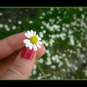 ...tiny flower...