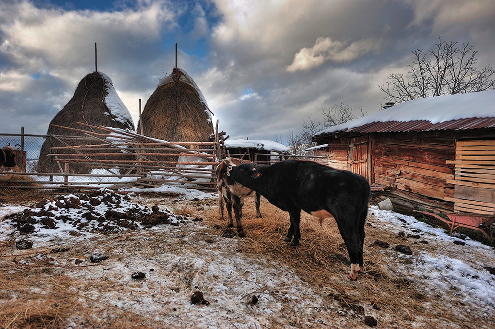 зимни страсти