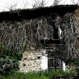Пипалата на времето