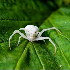 Misumena vatia (Clerck 1757)