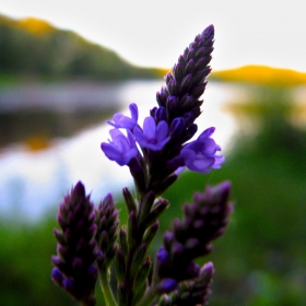 flower sunset