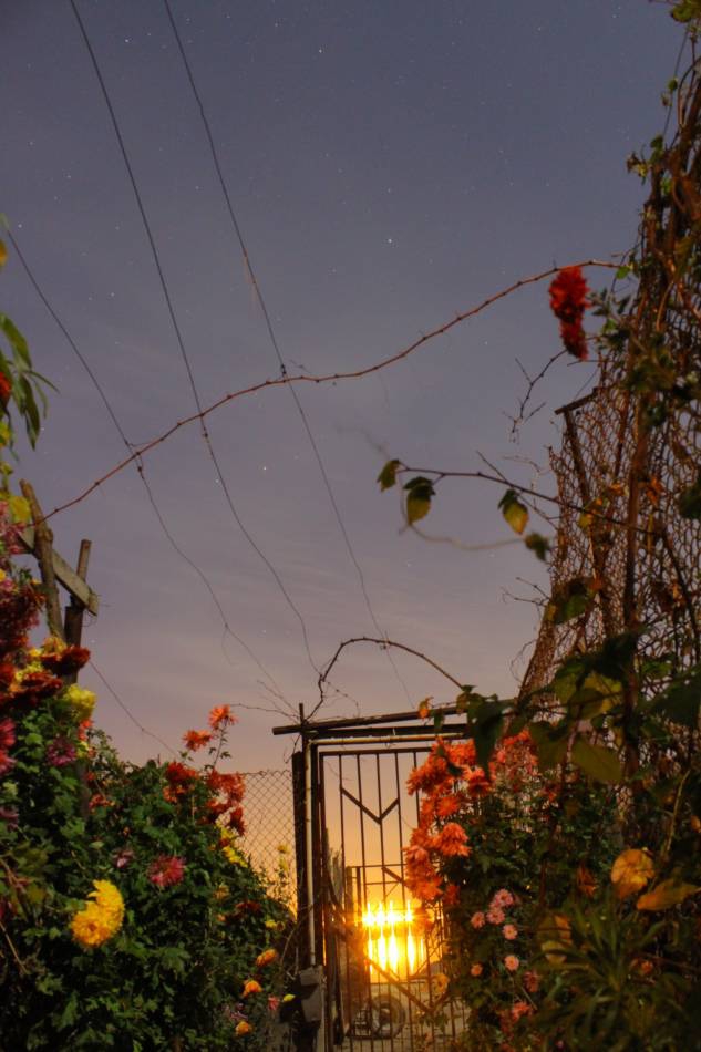 night flowers
