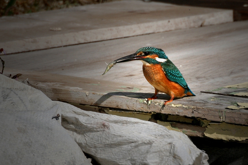 Земеродно рибарче (Alcedo atthis)