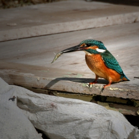 Земеродно рибарче (Alcedo atthis)